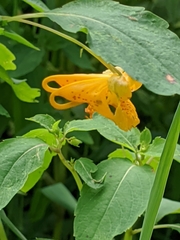 Impatiens capensis