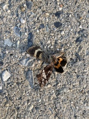 Catocala muliercula