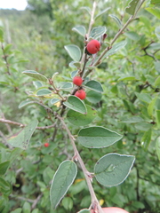 Cotoneaster integerrimus