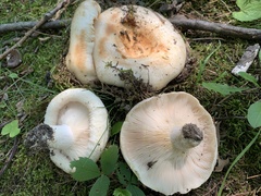 Lactarius resimus