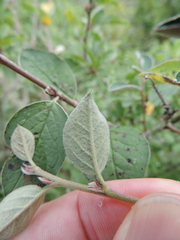 Cotoneaster integerrimus