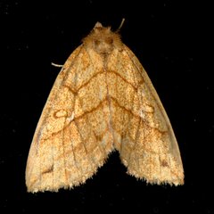 Xanthia rectilineata