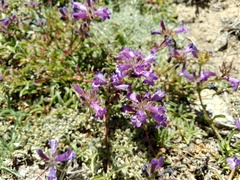Penstemon heterodoxus heterodoxus