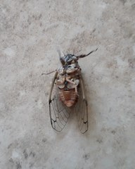 Cicadatra