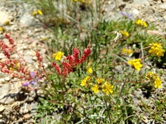 Ivesia lycopodioides scandularis