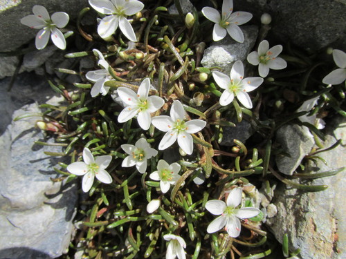 Montia calycina (Colenso) Pax & K.Hoffm.