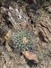 Thelocactus rinconensis