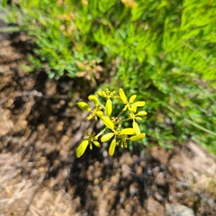 Lomatium brandegeei
