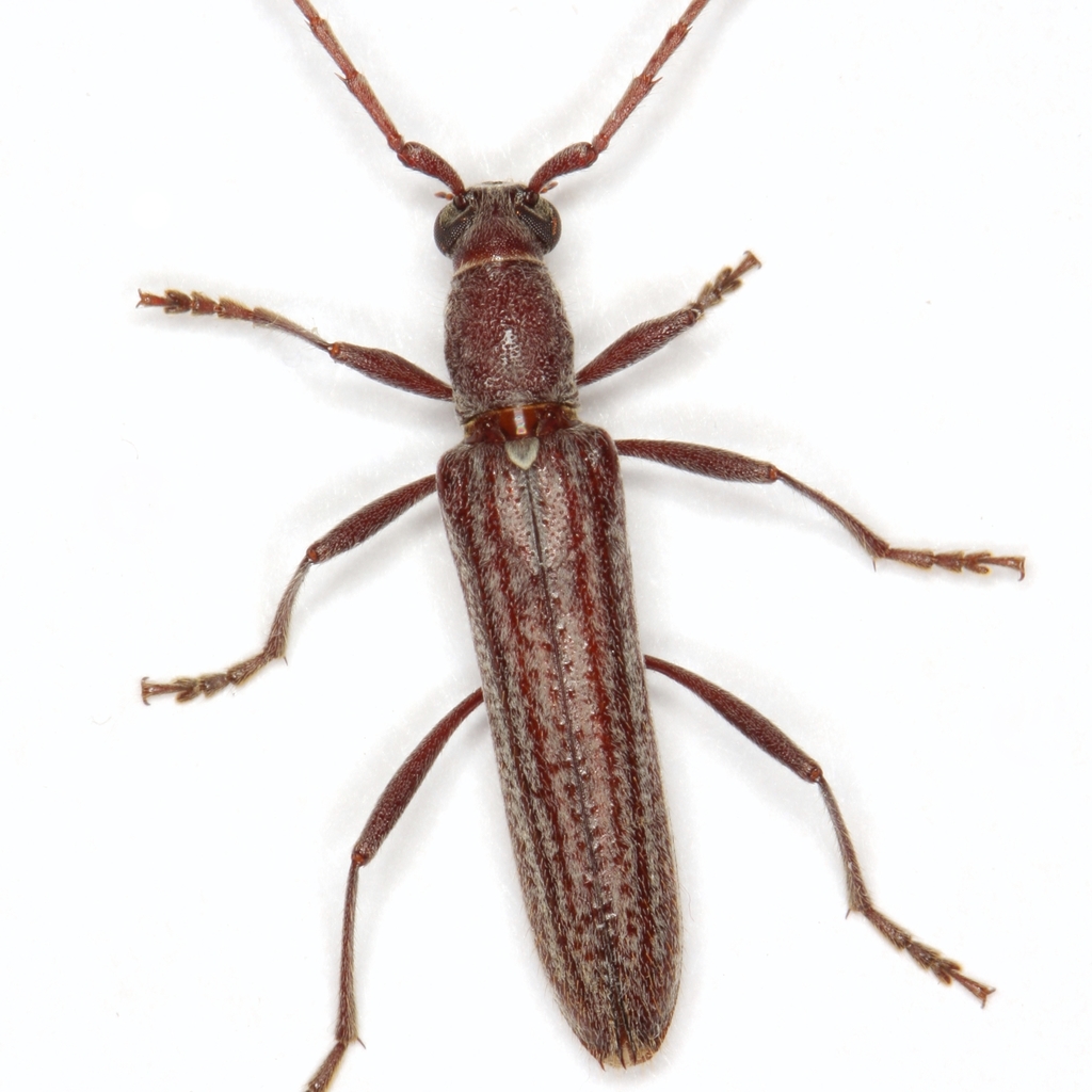 Aneflus