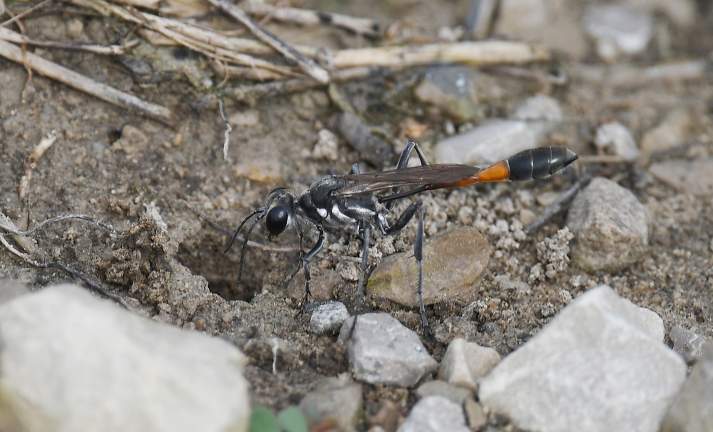Common thread-waisted wasp (Ammophila procera)