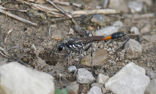 Common Thread-waisted Wasp photo 4