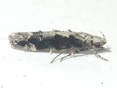 Coleotechnites florae