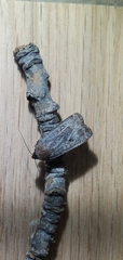 Protolampra rufipectus