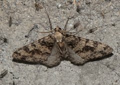 Myrioblephara duplexa