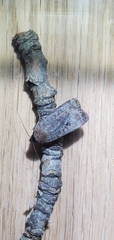 Protolampra rufipectus