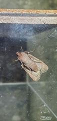 Protolampra rufipectus