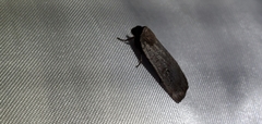 Protolampra rufipectus