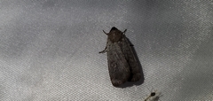 Protolampra rufipectus