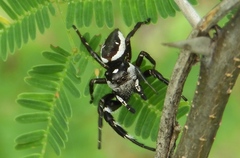 Dendryphantes zygoballoides