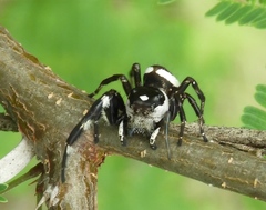 Dendryphantes zygoballoides