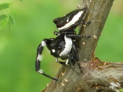 Dendryphantes zygoballoides