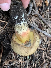Rubroboletus haematinus