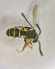 Cerceris quadrifasciata