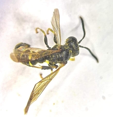 Cerceris quadrifasciata
