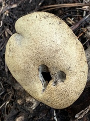 Rubroboletus haematinus