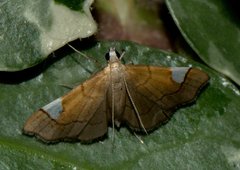 Diathraustodes fulvofusa