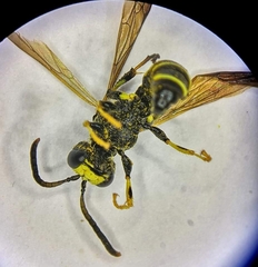 Cerceris quadrifasciata