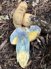 Rubroboletus haematinus