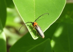 Essostrutha binotata