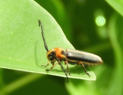 Essostrutha binotata