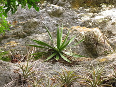 Agave schidigera