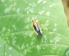 Ganocapsus filiformis