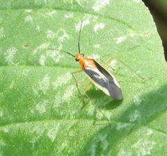 Ganocapsus filiformis