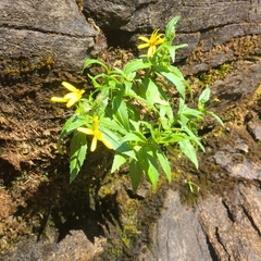 Arnica amplexicaulis