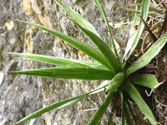 Agave schidigera