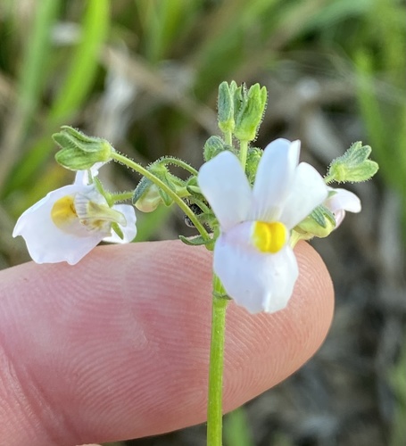 Nemesia melissifolia