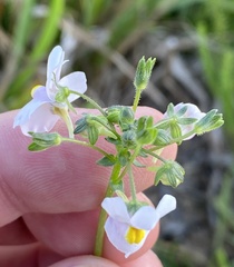 Nemesia melissifolia, photograph (c) Dave U, some rights reserved (CC BY-SA)