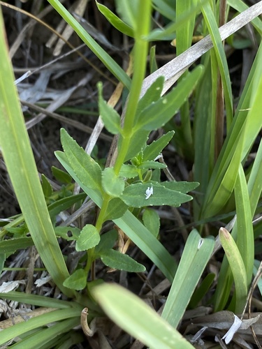 Nemesia melissifolia, photograph 3