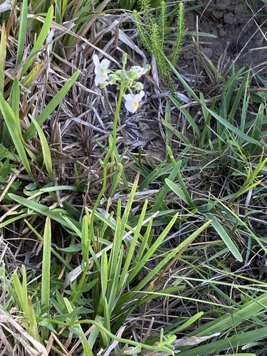 Nemesia melissifolia, photograph 4
