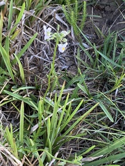 Nemesia melissifolia, photograph (c) Dave U, some rights reserved (CC BY-SA)