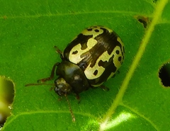 Calligrapha intermedia