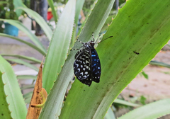 Napaea actoris