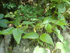 Clematis morefieldii