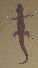 Phyllodactylus tuberculosus