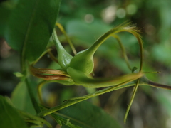 Clematis morefieldii