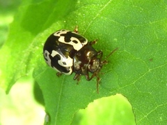 Calligrapha intermedia